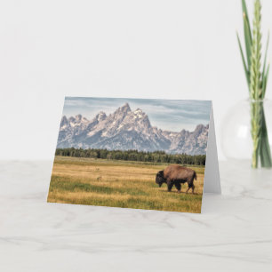 Cartão Bison in the Tetons