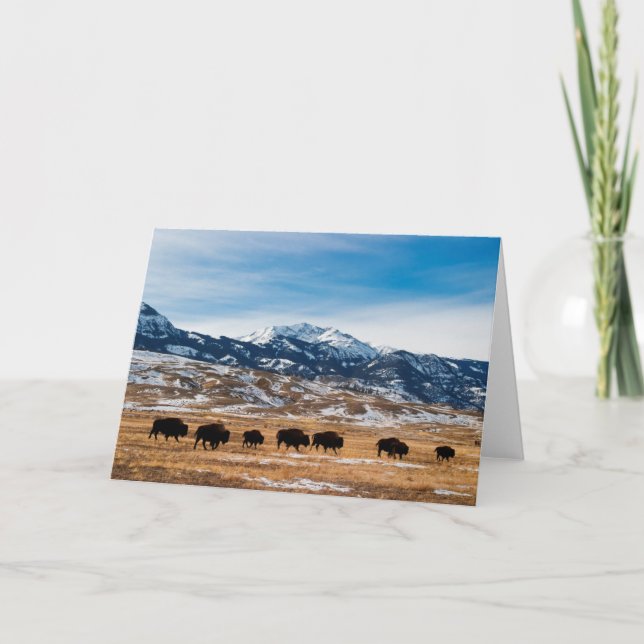 Cartão Bison Migration (Frente)