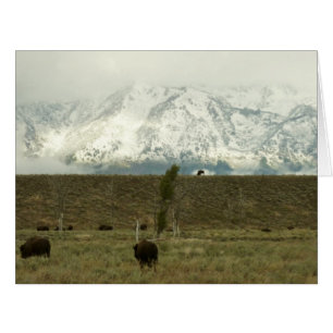 Cartão Bison no Grand Teton National Park Fotografia
