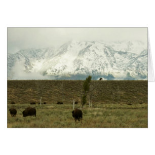 Cartão Bison no Grand Teton National Park Fotografia