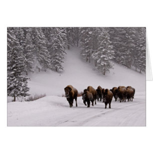 Cartão Bison no inverno