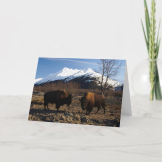 Cartão Bison Tet-a-Tet