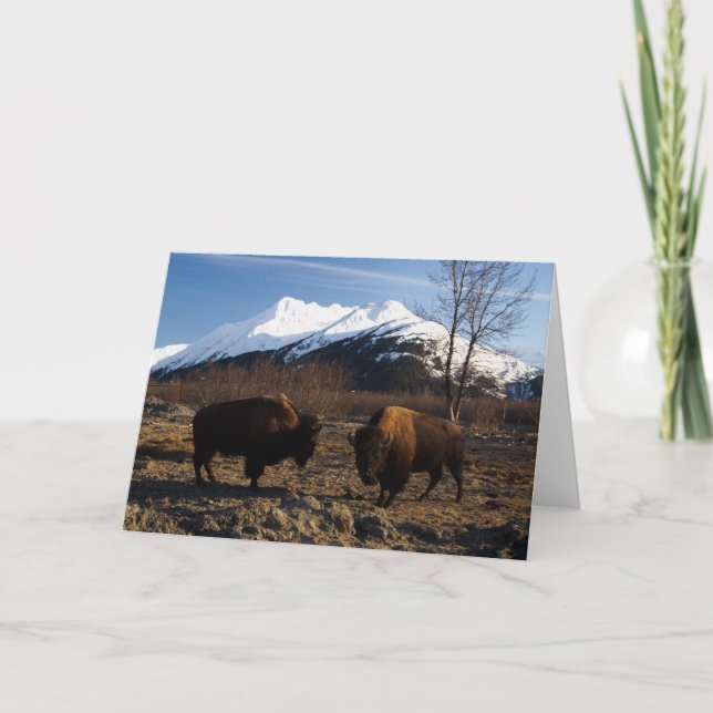 Cartão Bison Tet-a-Tet (Frente)