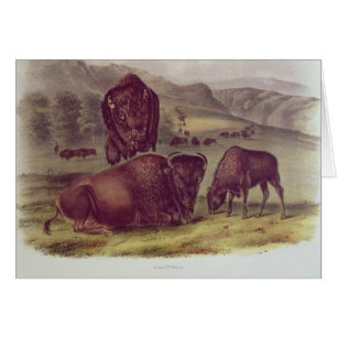 Cartão Bisonte americano ou búfalo