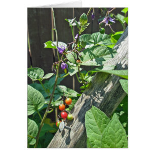 Cartão Bitterdoces à noite (Solanum dulcamara)