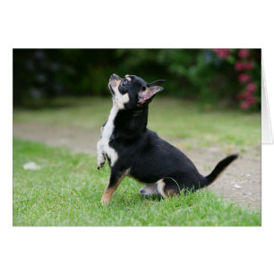 Cartão Black and Cream Chihuahua
