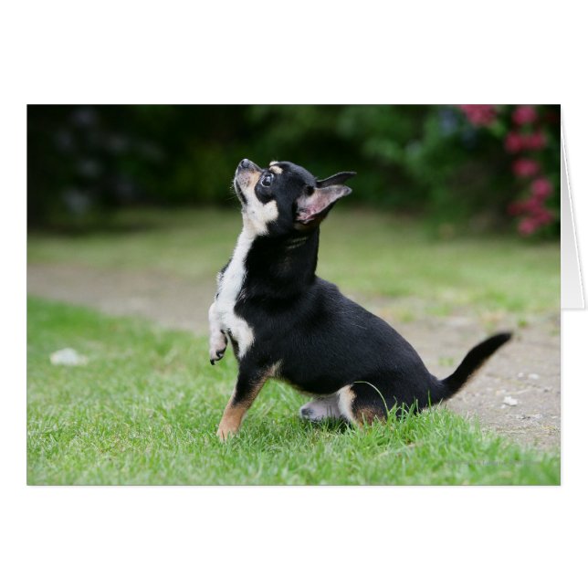 Cartão Black and Cream Chihuahua (Frente Horizontal)