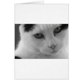 Cartão Black and white cats face