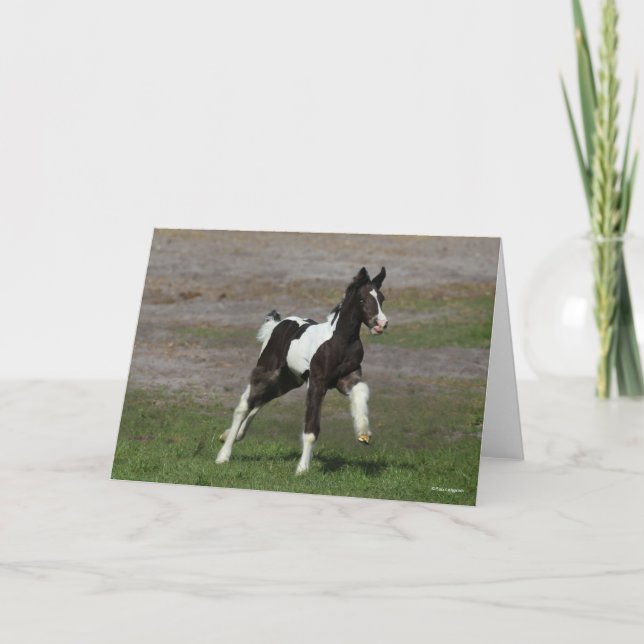 Cartão Black and White Gypsy Vanner Foal Running (Frente)