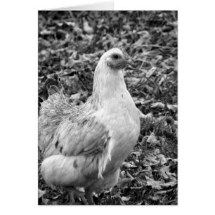 Cartão Black and White Hen