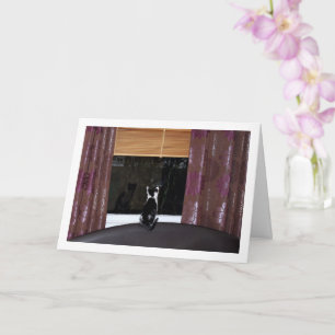 Cartão Black and White Kitten At Window