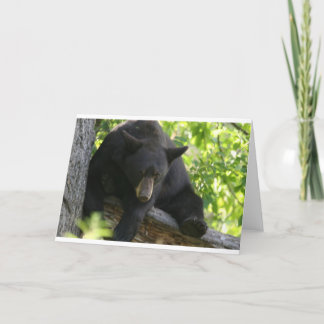 Cartão black bear