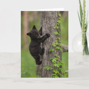 Cartão Black Bear Cub Climbing Tree