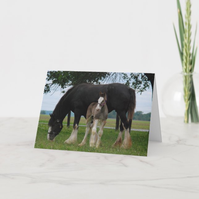 Cartão Black Clydesdale e Filly (Frente)