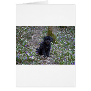 Cartão Black English Springer Spaniel