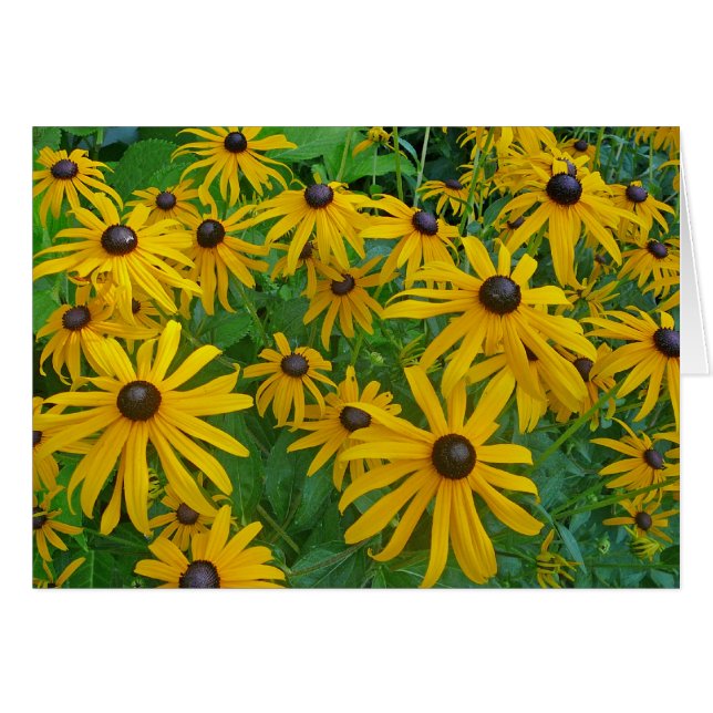 Cartão Black Eyed Brown Eyed Susan Fotografia Susan (Frente Horizontal)