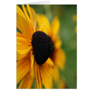 Cartão Black Eyed Susan