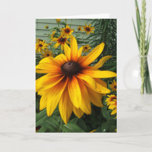 Cartão Black-Eyed Susan Flower Garden