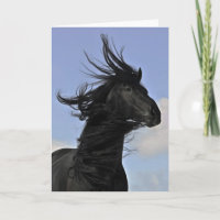 Black Friesian Horse Portrait