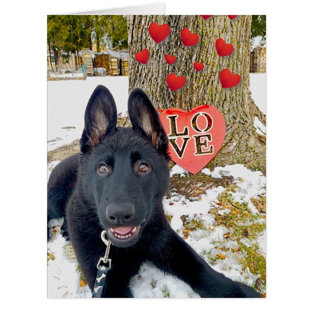 Cartão Black GSD Puppy with Hearts & Big Love Valentine (Frente)