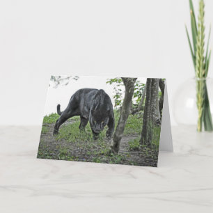 Cartão Black Jaguar Stalking Card