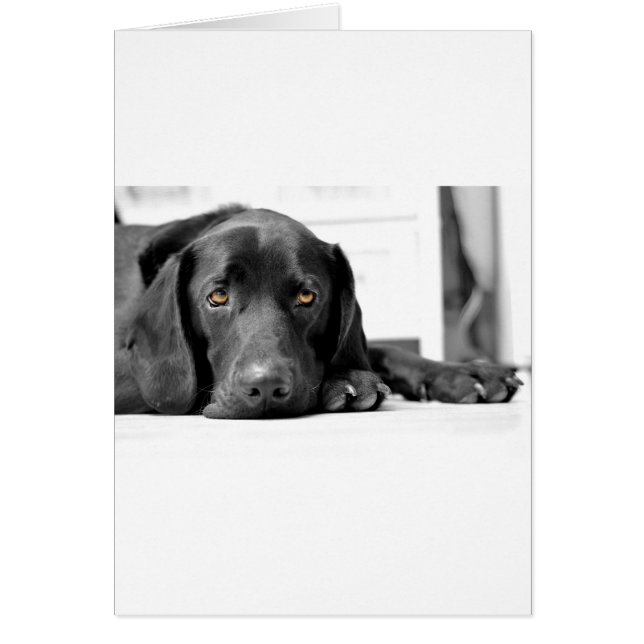 Cartão Black Labrador (Frente)