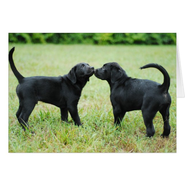 Cartão Black Labrador Retriever (Frente Horizontal)