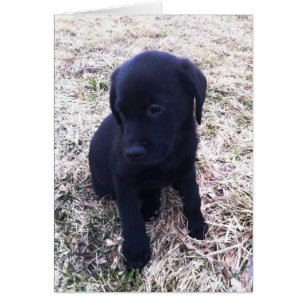 Cartão Black Labrador Retriever Puppy