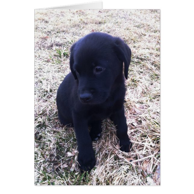 Cartão Black Labrador Retriever Puppy (Frente)