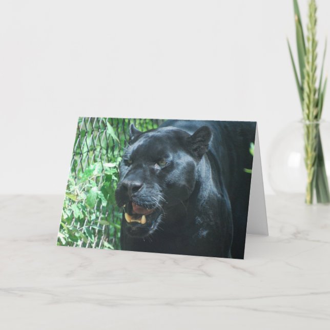 Cartão Black Panther Cat  Greeting Card (Frente)