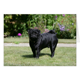 Cartão Black Pug em pé olhando para a câmera