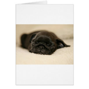 Cartão Black Pug Puppy Dormindo
