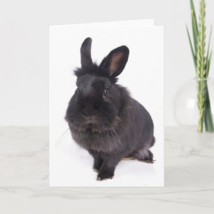 Cartão black rabbit