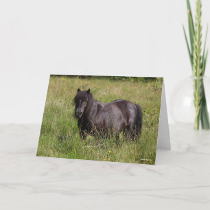 Cartão Black Shetland Stallion Standing In Grass