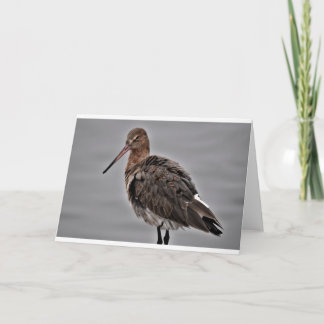 Cartão Black Tailed Godwit