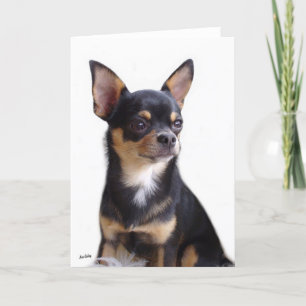 Cartão Black & Tan Chihuahua