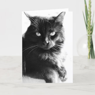 Cartão Black & White Photo Pretty Black Cat, blank notes