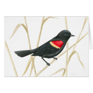 Cartão Blackbird de asa vermelha