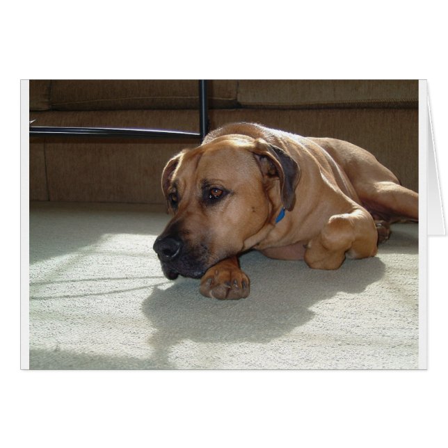 Cartão blackmouth cur deitado (Frente Horizontal)