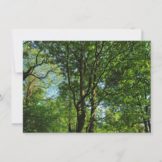 Cartão Blackweir Woods, Bute Park, Cardiff Wales (Frente)