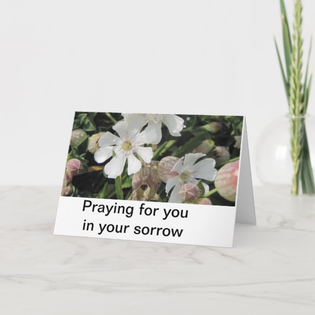 Cartão Bladder Campions, Cornwall (Frente)