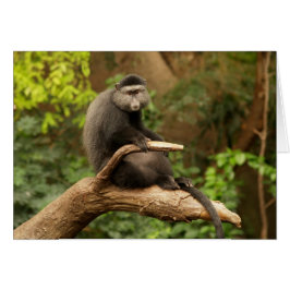Cartão Blank Card with Monkey Background