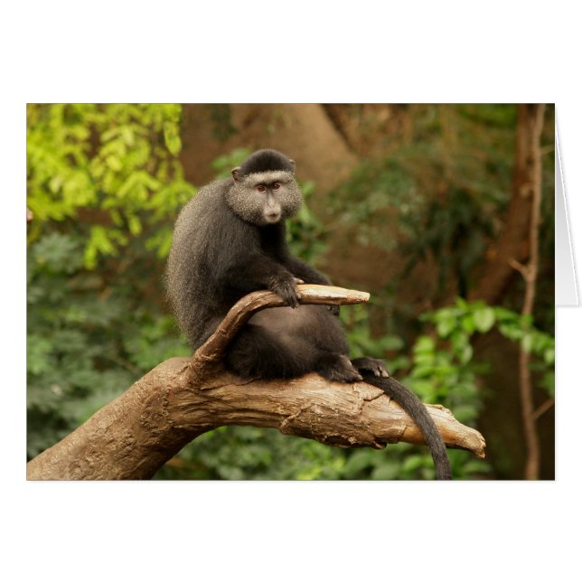 Cartão Blank Card with Monkey Background (Frente horizontal)