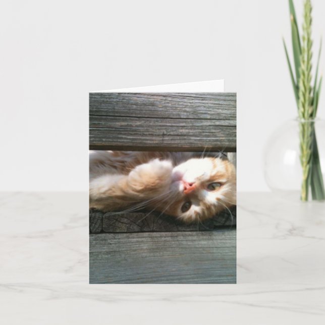 Cartão blank cat note card (Frente)