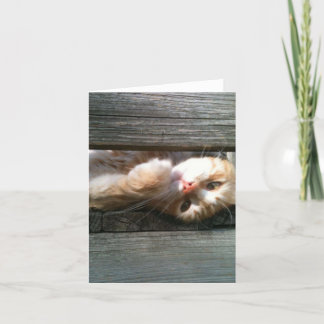 Cartão blank cat note card