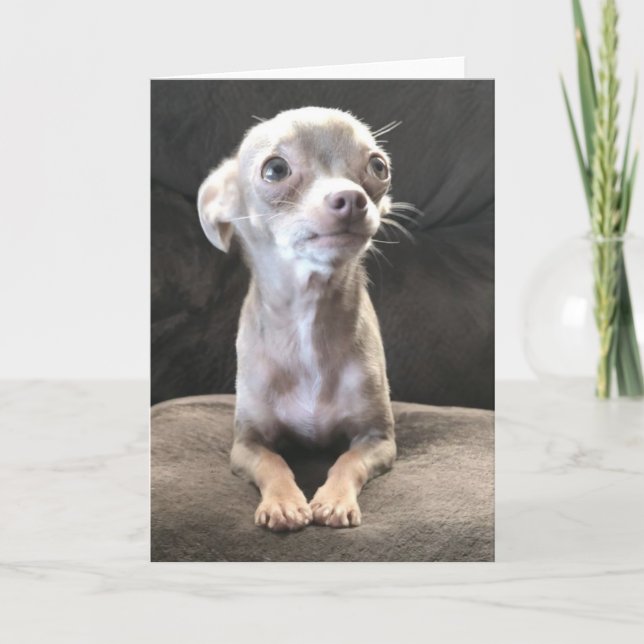Cartão Blank Chihuahua greeting card (Frente)