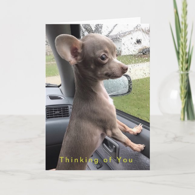 Cartão Blank Chihuahua greeting card - Thinking of You (Frente)