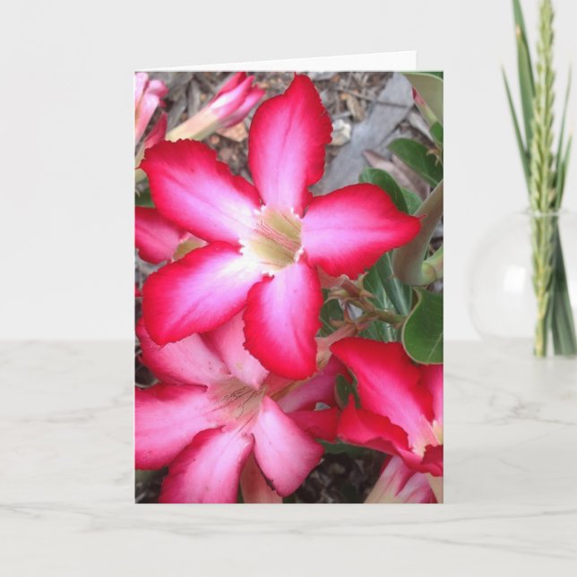 Cartão Blank greeting card (Frente)