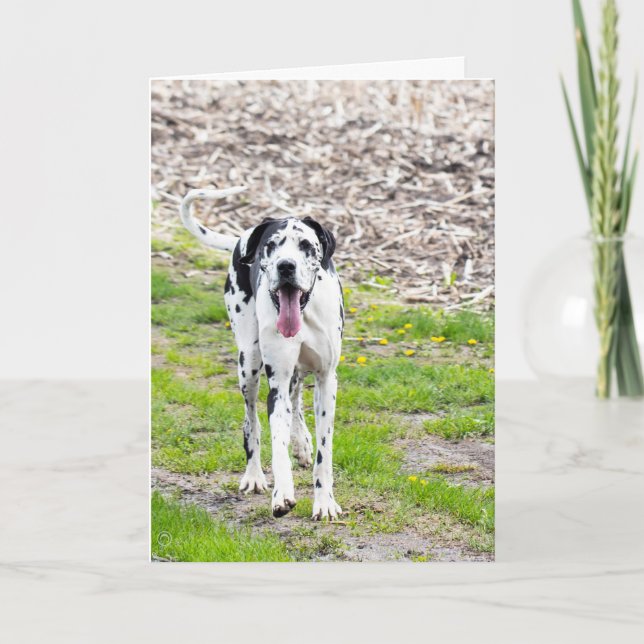 Cartão Blank Greeting card Great Dane (Frente)
