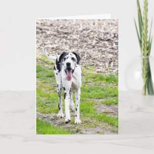 Cartão Blank Greeting card Great Dane